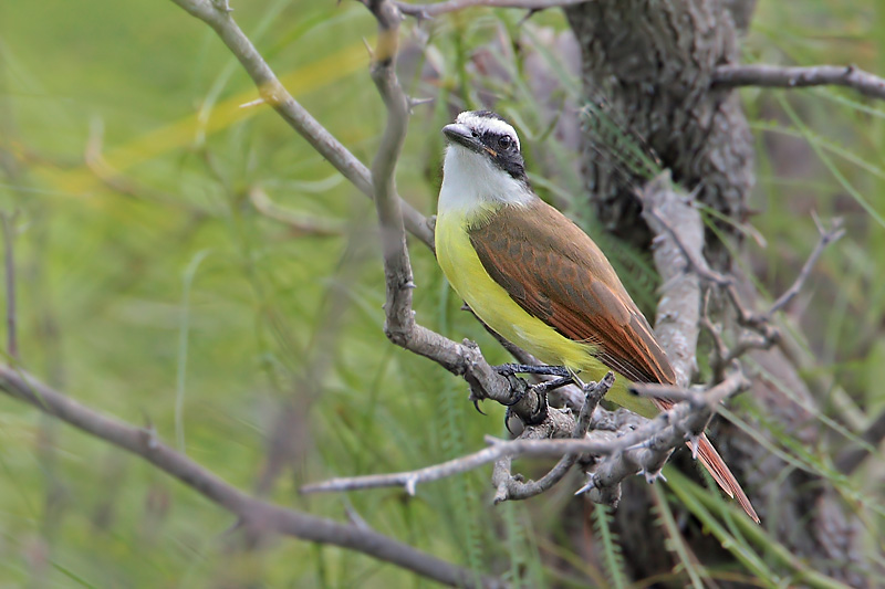 Great Kiskadee