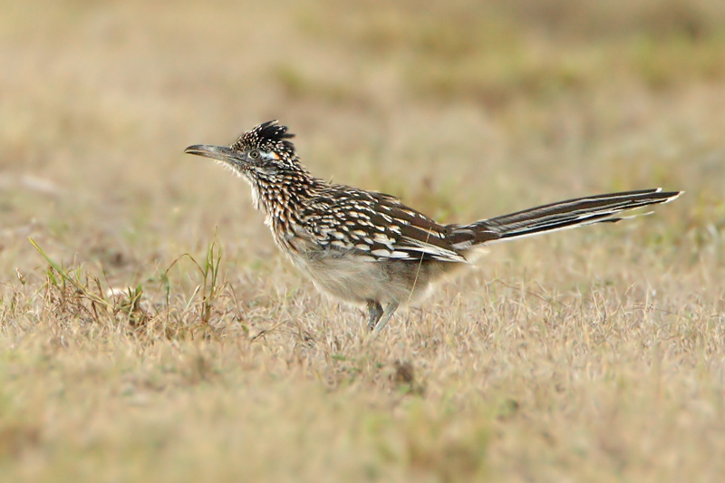 Greater Roadrunner