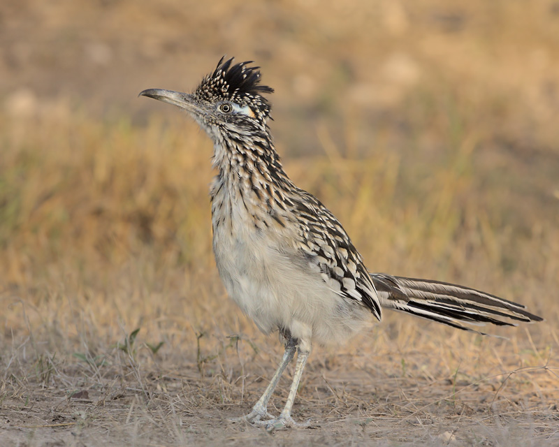 Greater Roadrunner