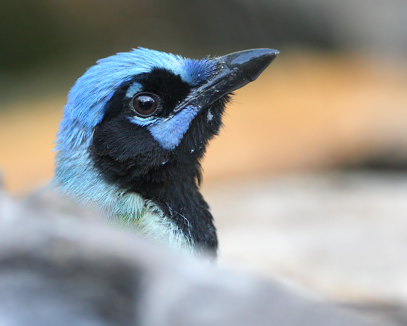 Green Jay