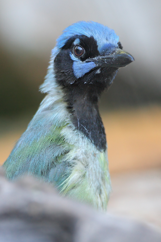 Green Jay