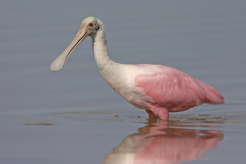 Roseate Spoonbill