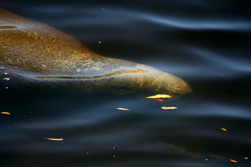 Manatee