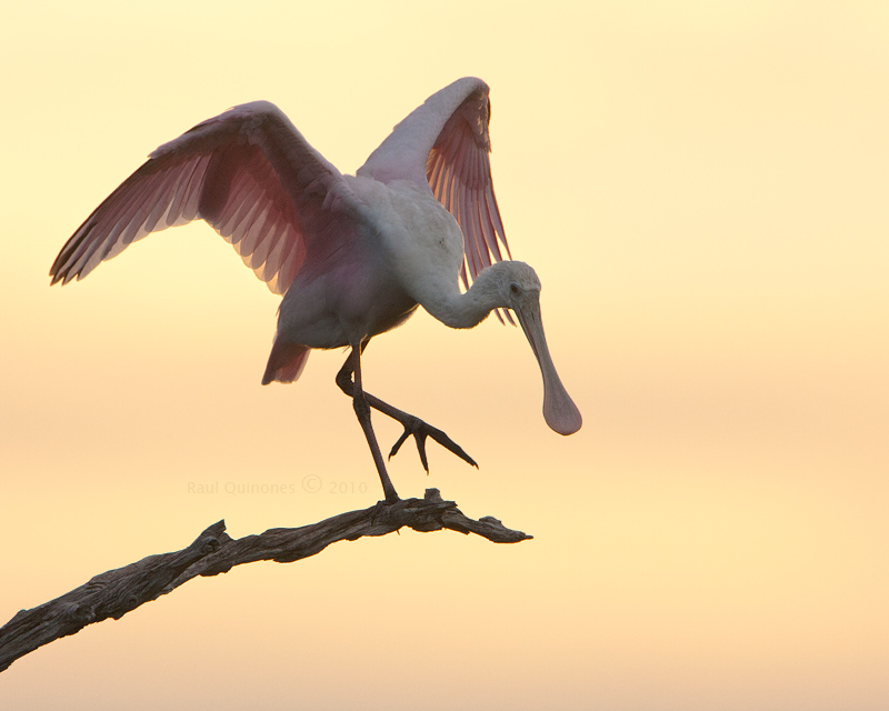 Roseate Spoonbill