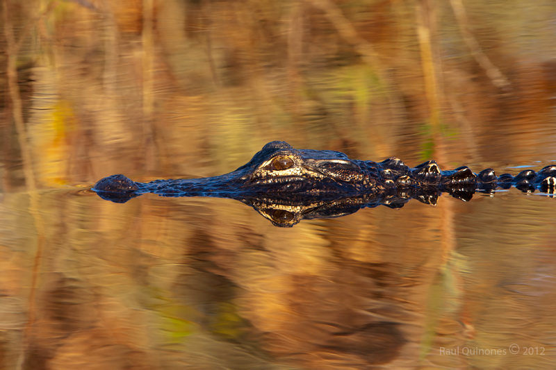 American Aligator