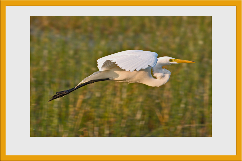 Great Egret