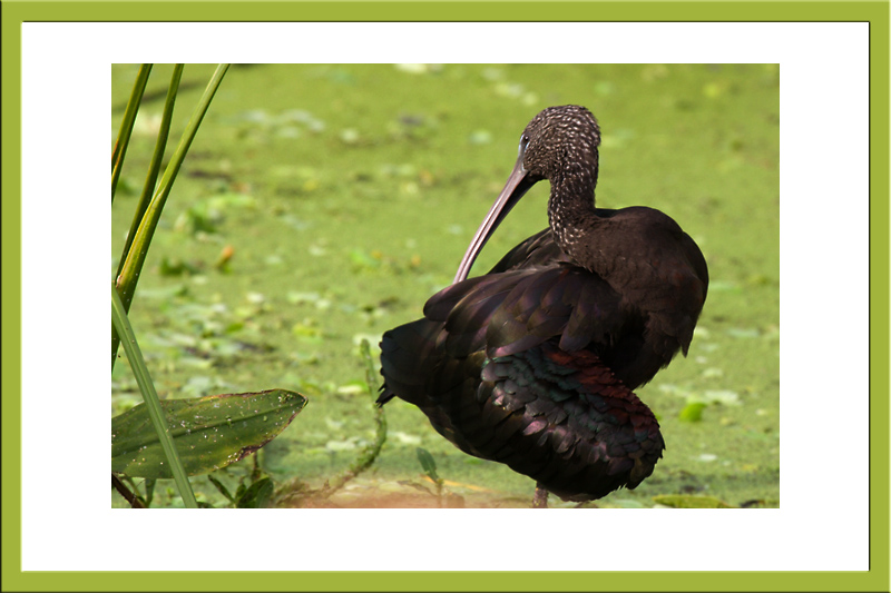 Glossy Ibis