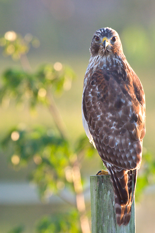 Red-Shouldered Hawk intense stare