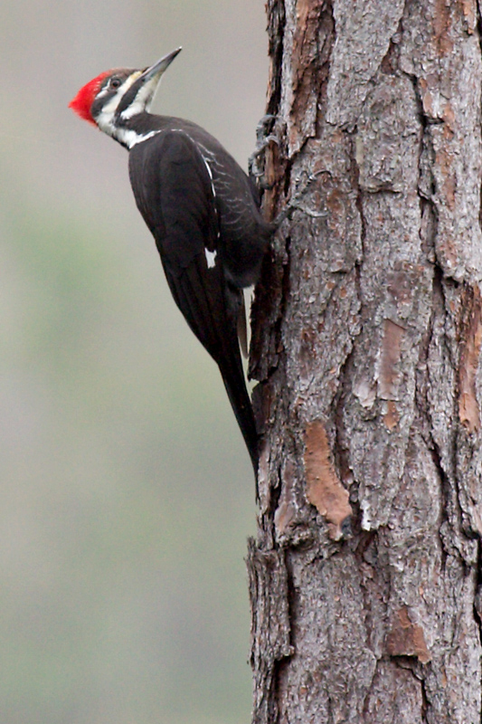 Pileated Woodpecker (female)