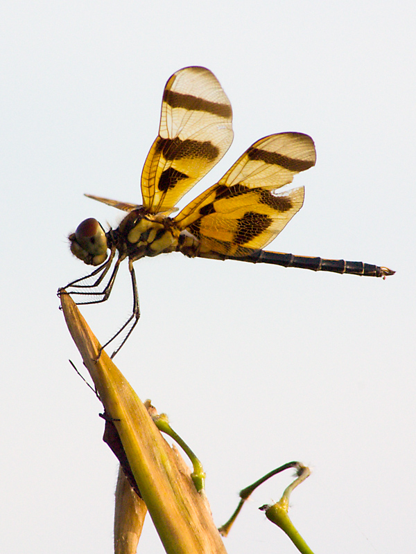 dragonfly