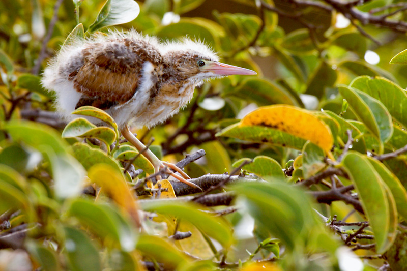 Least Bittern