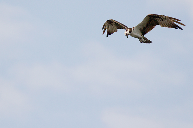 Osprey fishing