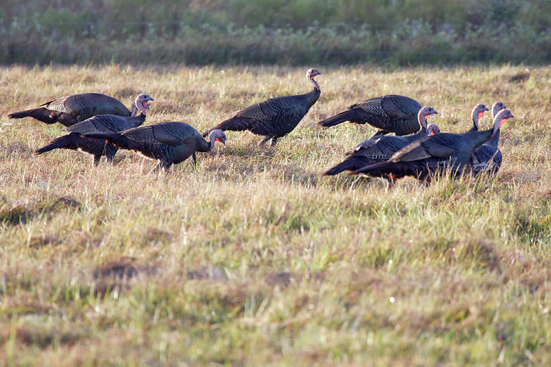 Wild Turkeys
