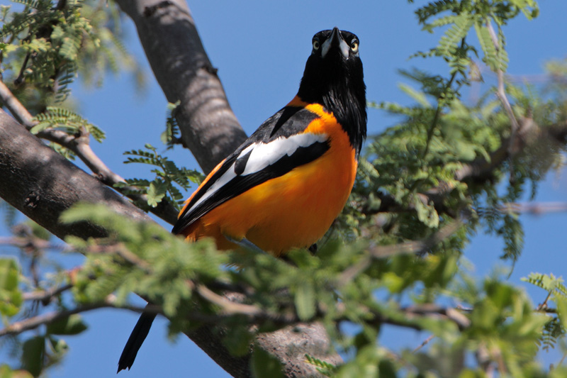 Troupial (Turpial)