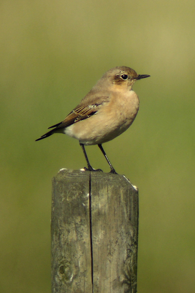 Northern Wheatear (Oenanthe oenanthe)