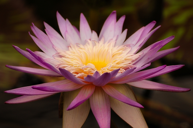 Spiky purple