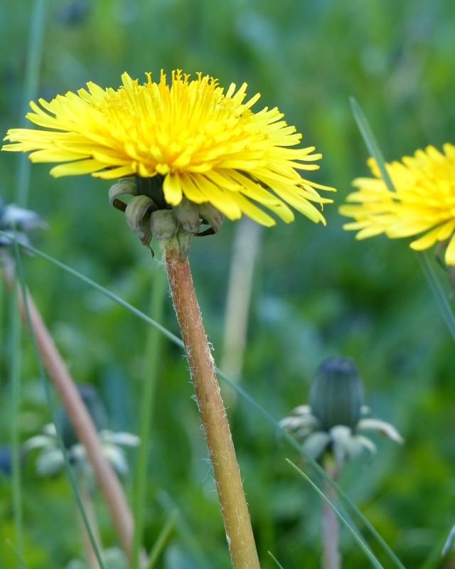 The scourge of the gardener is back!