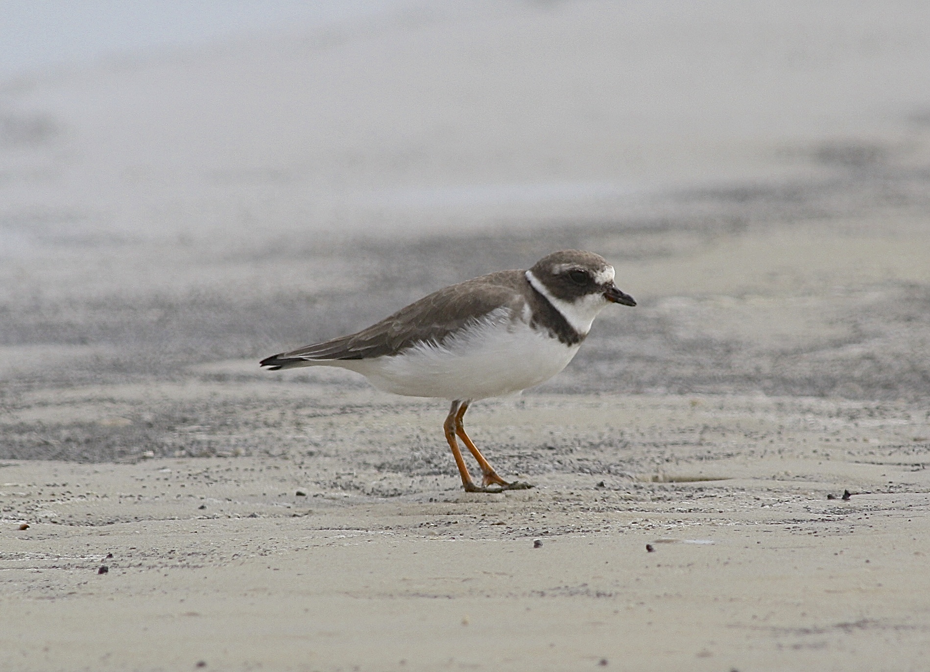 4822 - Semipalmated Plover