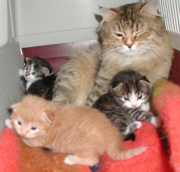 Mom and kittens at 2 weeks