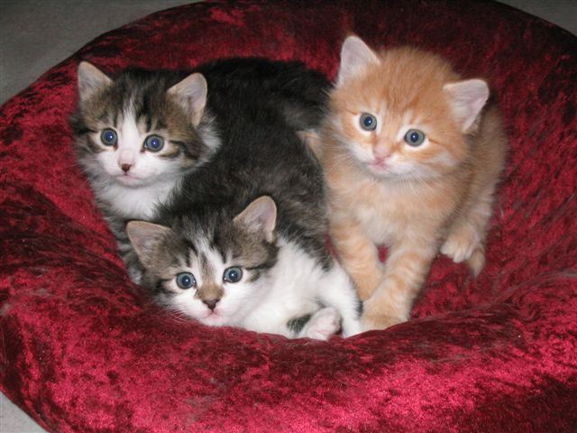 Kittens at four weeks
