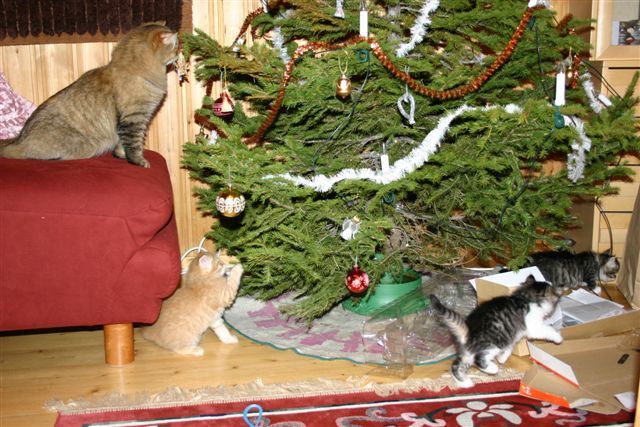 Christmas fun! Mom is watching,  the Chrsistmas tree is in danger!
