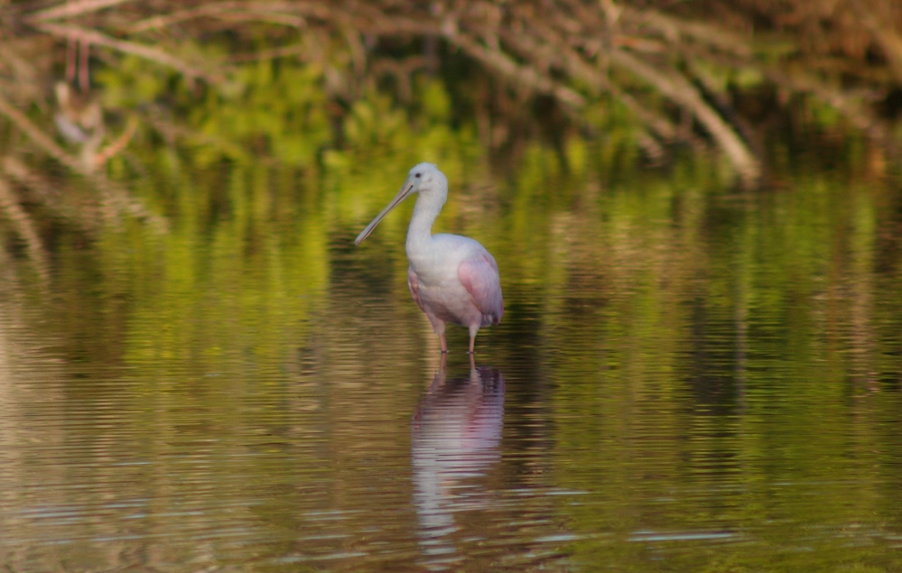 1roseatespoonbill.JPG