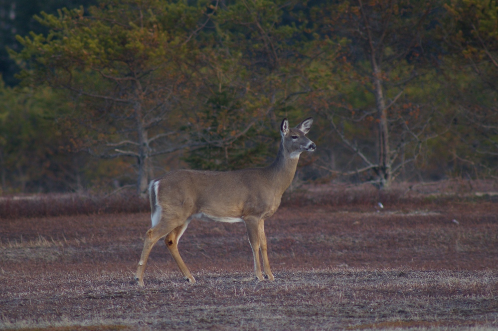 White tailed Deer