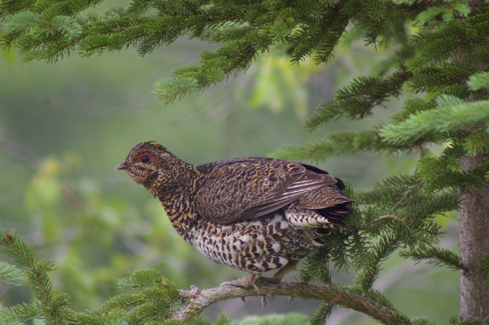 Spruce Grouse female