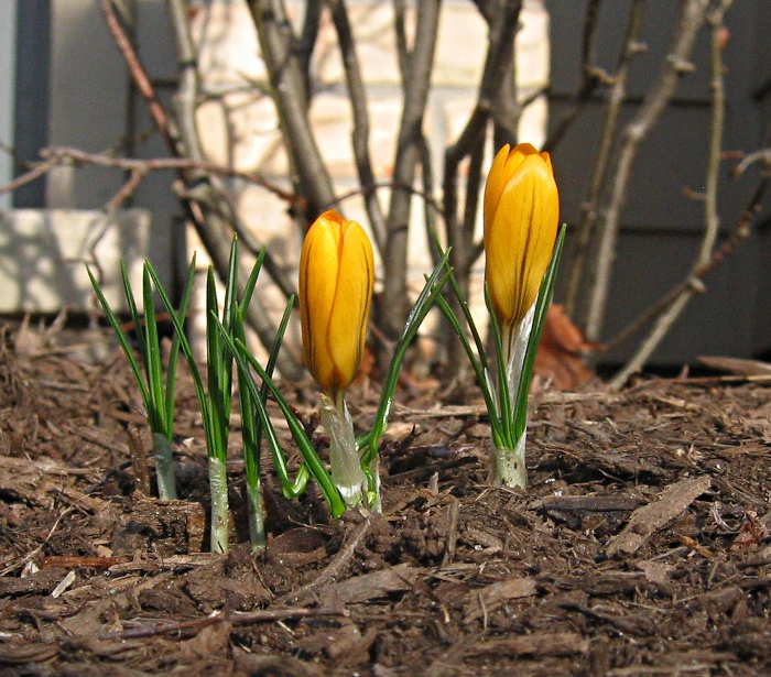 Signs of Spring Amidst Dormancy