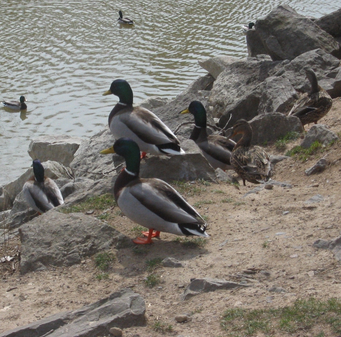 Duck, Duck...