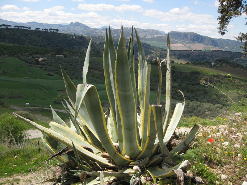 Serrania de Ronda