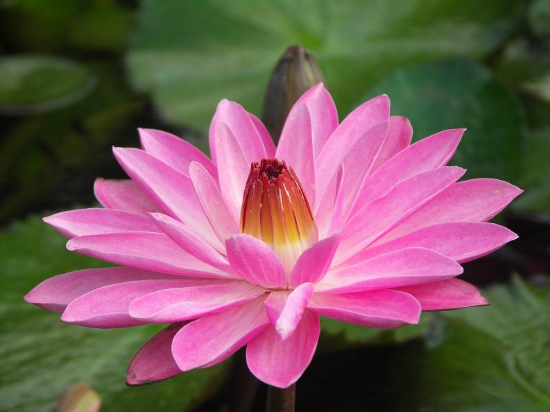 Waterlily