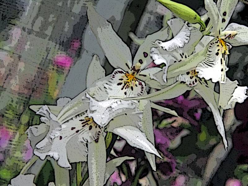 White with purple spots