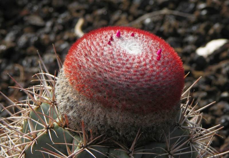 Red and prickly