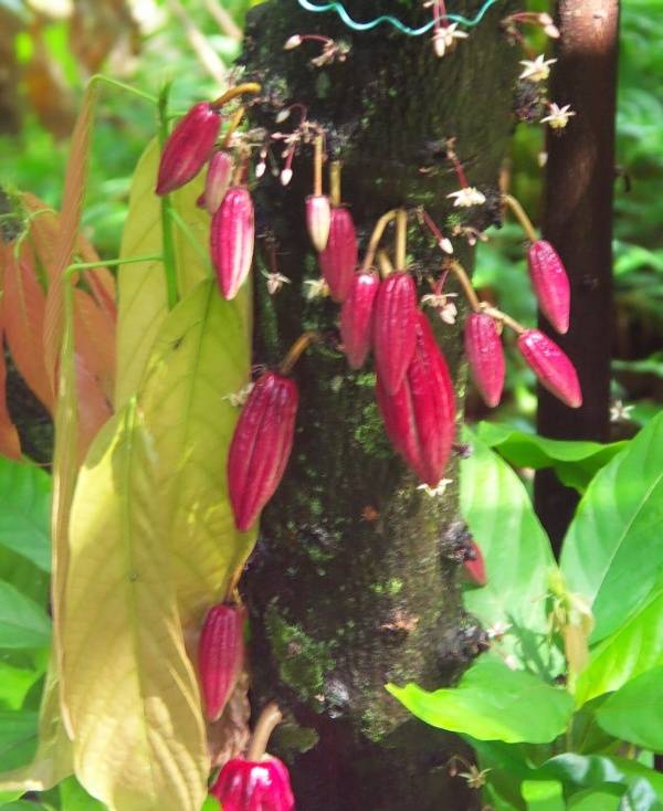Cacao seed pods on the tree (Theobroma cacao)