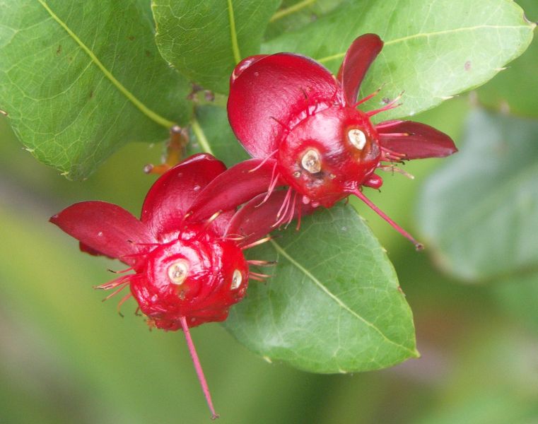 Fruit  of the Mickey Mouse plant (Ochna thomasiana)