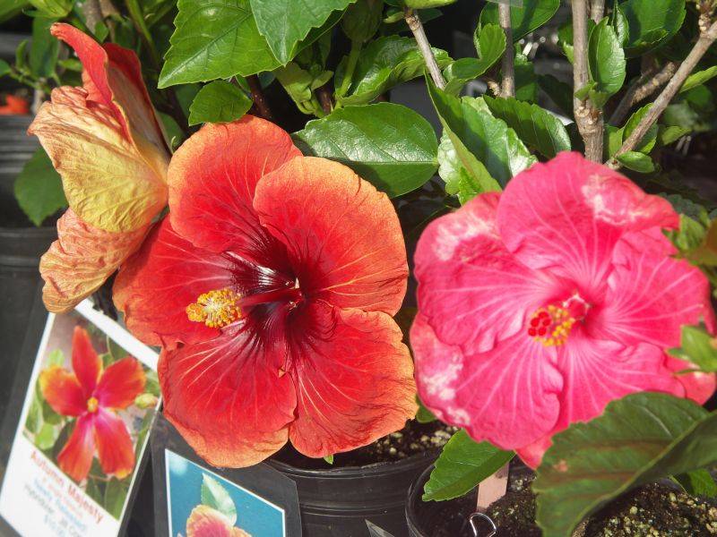 For sale at the KCC farmers market