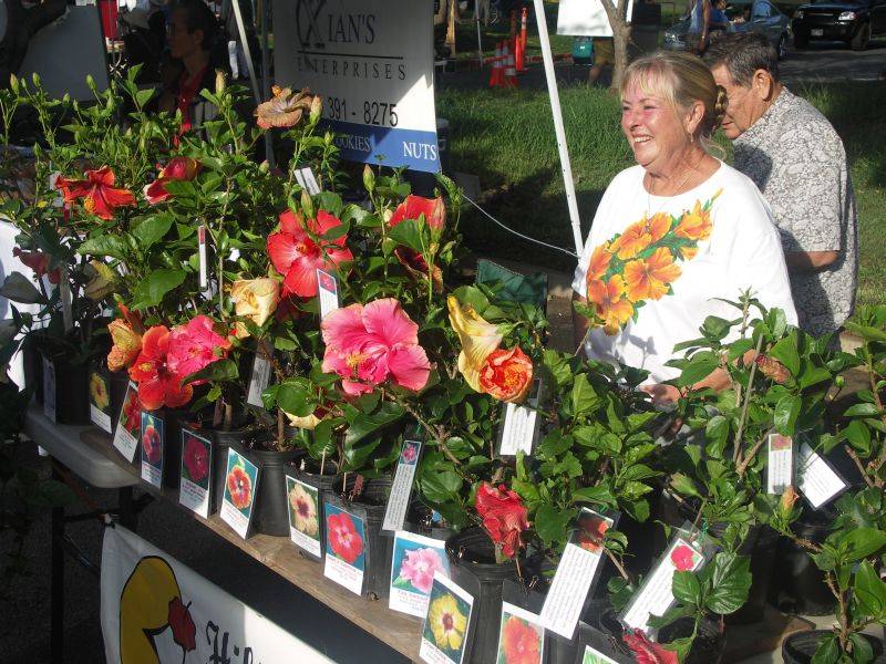 The hibiscus lady