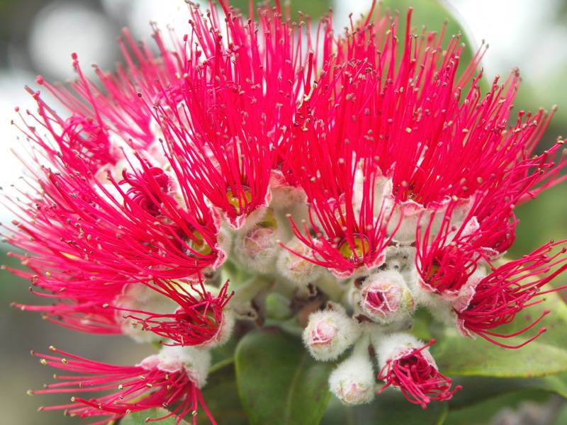 Ohia Lehua