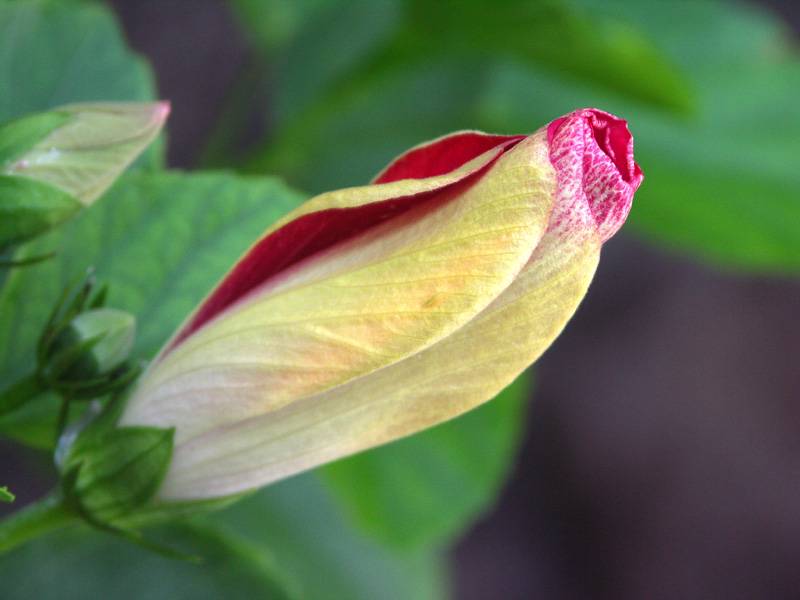 Unfolding