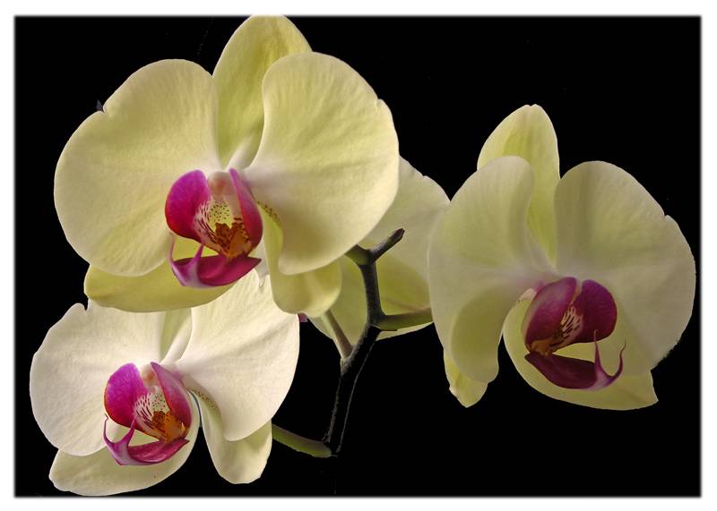 Yellow Phaleonopsis