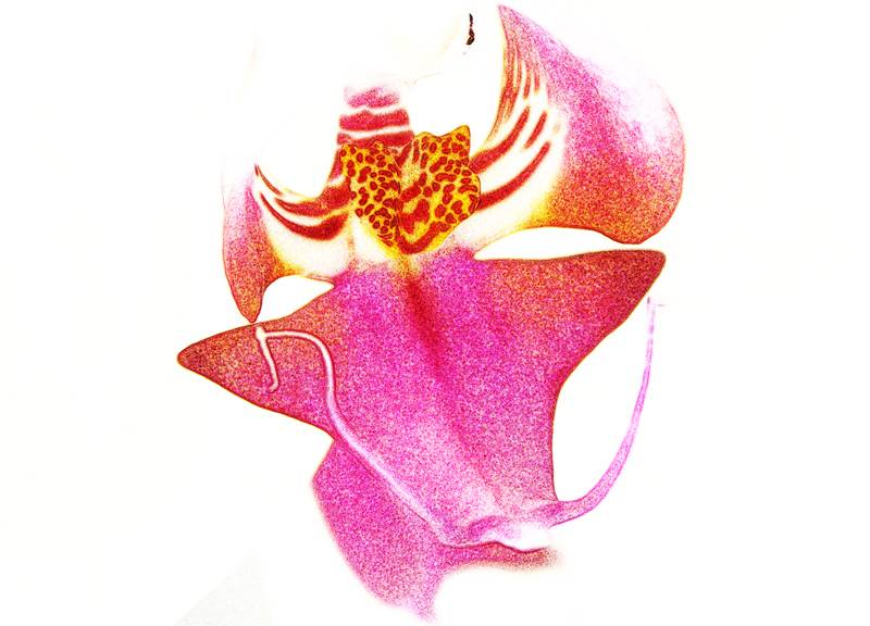 Phal chalk