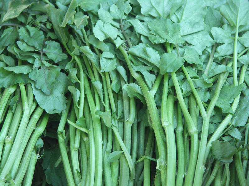 Watercress