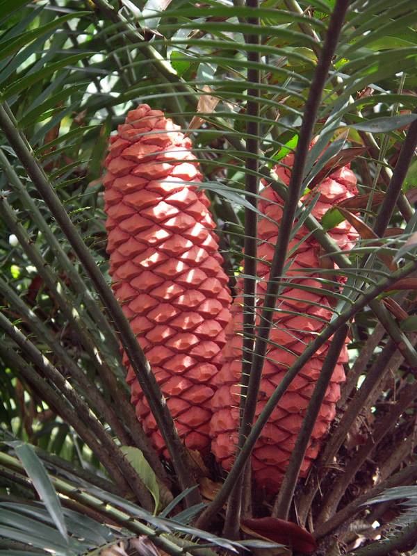 Palm flower pod