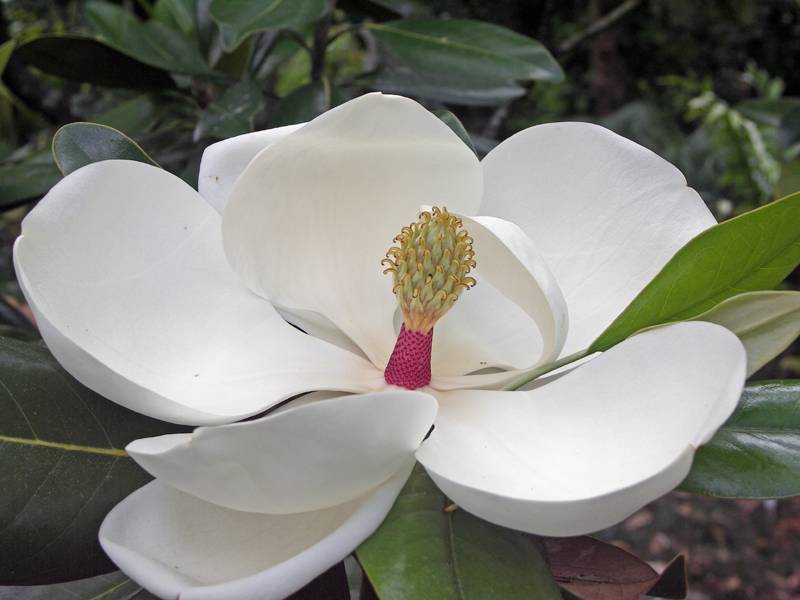 Magnolia