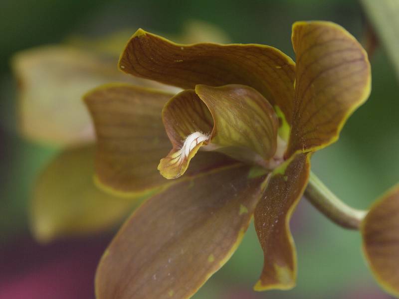 Brown orchid