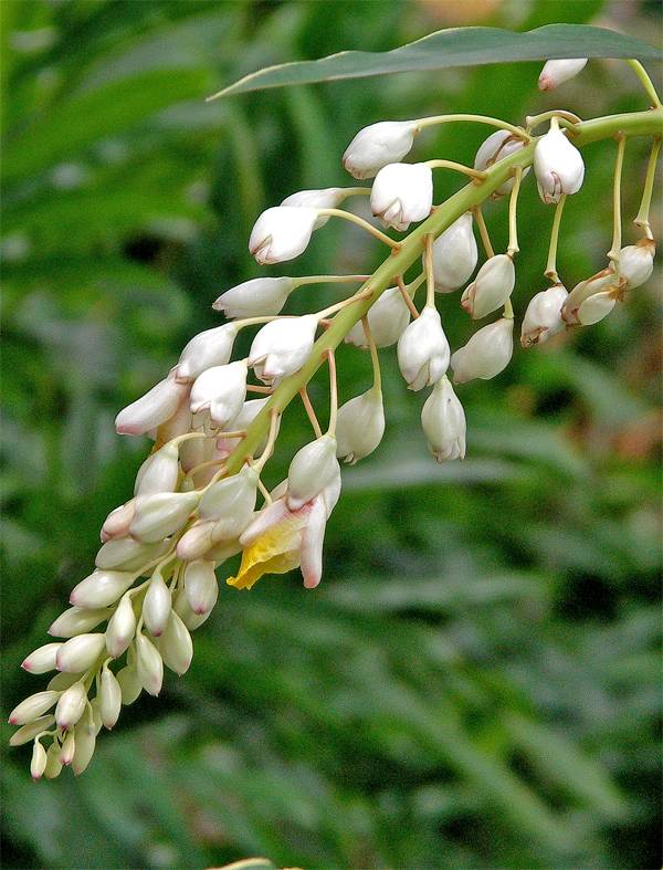 Shell ginger (Alpinia zerumbet)