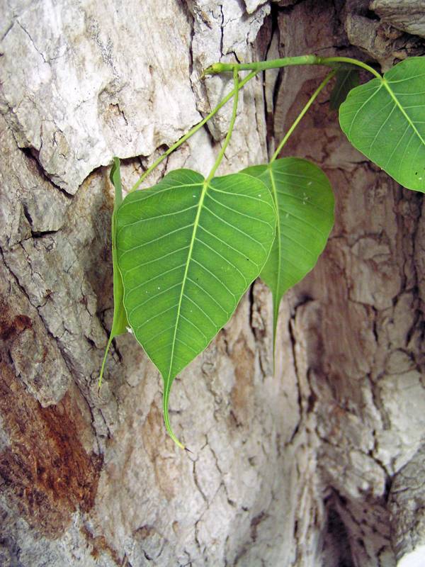Bo Tree leaf detail