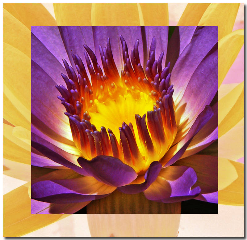 The soul of the waterlily