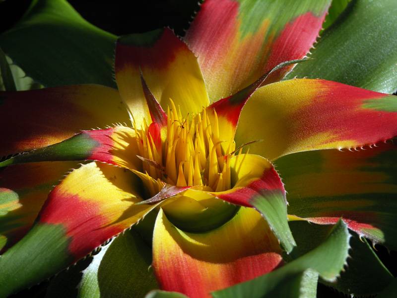 Bromeliad
